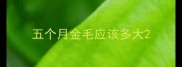 五个月金毛应该多大