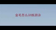 金毛怎么训练游泳