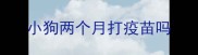 小狗两个月打疫苗吗