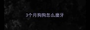 3个月狗狗怎么磨牙