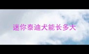 迷你泰迪犬能长多大