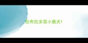 拉布拉多混小鹿犬