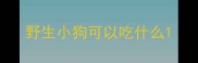 野生小狗可以吃什么