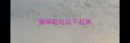 猫咪呕吐站不起来