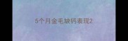5个月金毛缺钙表现