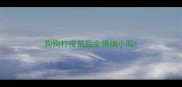 狗狗打疫苗后会得细小吗