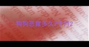 狗狗恶露多久2个月