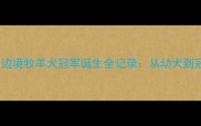 全网首发三色边境牧羊犬冠军诞生全记录从幼犬到冠军的逆袭之路
