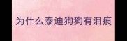 为什么泰迪狗狗有泪痕