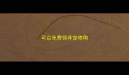 可以免费领养宠物狗