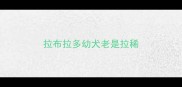 拉布拉多幼犬老是拉稀