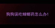 狗狗误吃蟑螂药怎么办