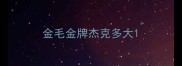 金毛金牌杰克多大