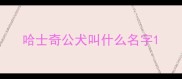 哈士奇公犬叫什么名字