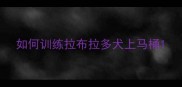 如何训练拉布拉多犬上马桶