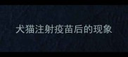 犬猫注射疫苗后的现象