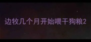 边牧几个月开始喂干狗粮