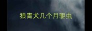 狼青犬几个月驱虫