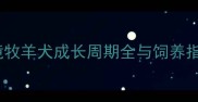 边牧几月算成年犬边境牧羊犬成长周期全与饲养指南附成长阶段特征