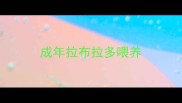 成年拉布拉多喂养