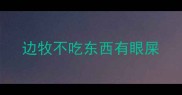 边牧不吃东西有眼屎