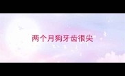 两个月狗牙齿很尖