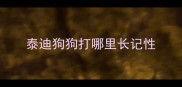 泰迪狗狗打哪里长记性