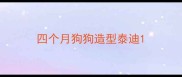 四个月狗狗造型泰迪