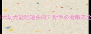 两个月大幼犬能吃罐头吗新手必看喂养全攻略
