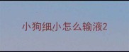 小狗细小怎么输液