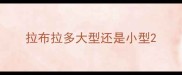拉布拉多大型还是小型