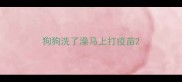 狗狗洗了澡马上打疫苗