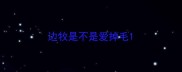 边牧是不是爱掉毛