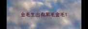 金毛生出有黑毛金毛