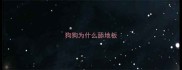狗狗为什么舔地板