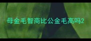 母金毛智商比公金毛高吗