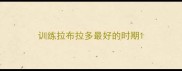 训练拉布拉多最好的时期