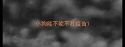 小狗能不能不打疫苗