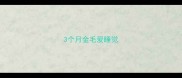 3个月金毛爱睡觉