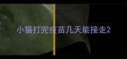 小猫打完疫苗几天能接走