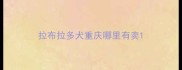 拉布拉多犬重庆哪里有卖