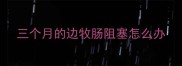 三个月的边牧肠阻塞怎么办
