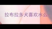 拉布拉多犬喜欢水么