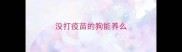 没打疫苗的狗能养么