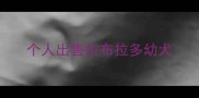 个人出售拉布拉多幼犬