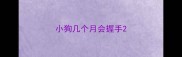 小狗几个月会握手