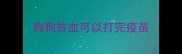狗狗贫血可以打完疫苗