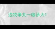 边牧睾丸一般多大