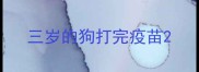 三岁的狗打完疫苗