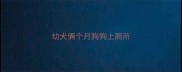 幼犬俩个月狗狗上厕所